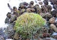 /album/okrasna-trava/festuca-glauca-2-jpg/